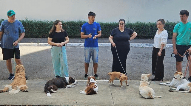 PILAR 2 v2 | Dogz