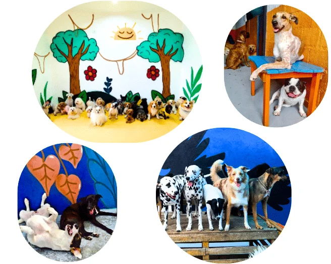 Captura de tela 2025 02 27 175120 | Dogz