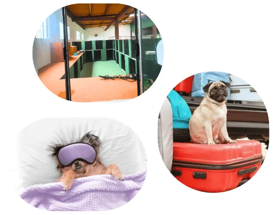 Captura de tela 2025 02 27 183211 | Dogz